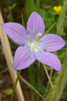 Branched Bellflower