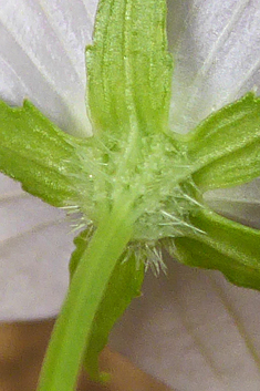 Branched Bellflower