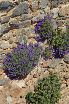 Campanula andrewsii ssp. hirsutula