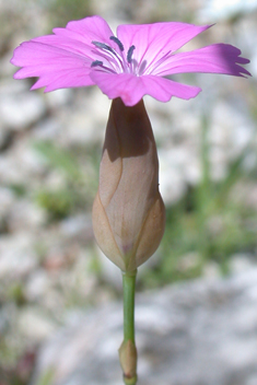 Petrorhagia glumacea