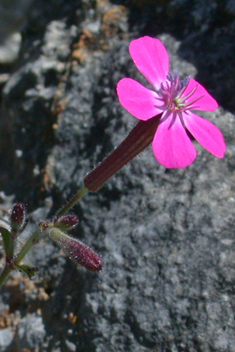 Entire-petalled Catchfly