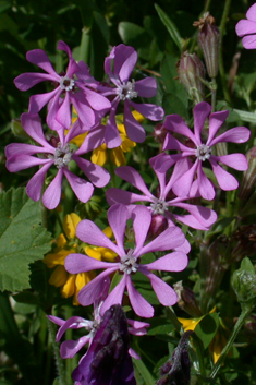 Mediterranean Catchfly