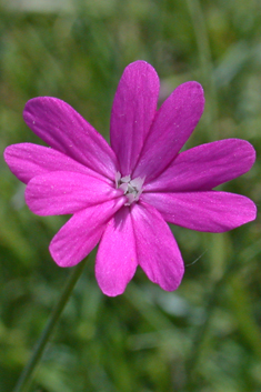 Cretan Catchfly