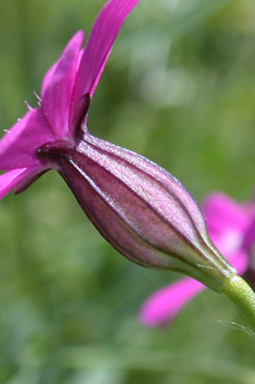 Cretan Catchfly