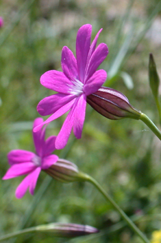 Cretan Catchfly