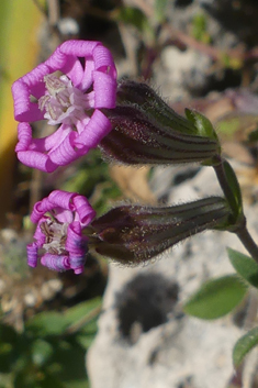 Mediterranean Catchfly