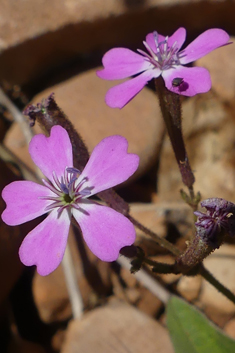 Entire-petalled Catchfly