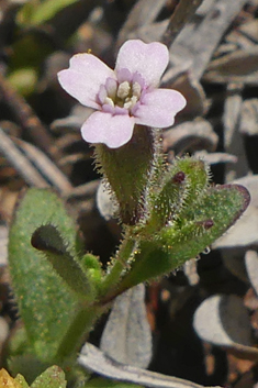 Stonecrop Catchfly