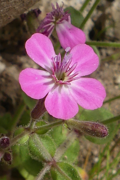 Entire-petalled Catchfly