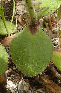 Entire-petalled Catchfly