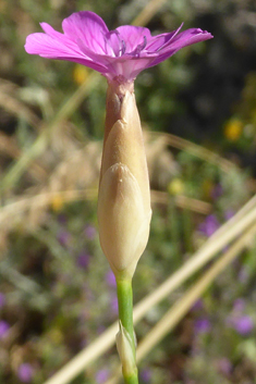 Hairy Pink