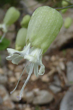 Bladder Campion