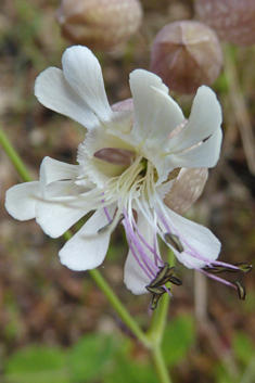 Bladder Campion