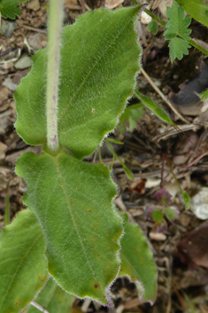 Bladder Campion