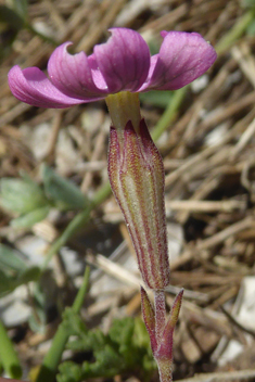 Mediterranean Catchfly