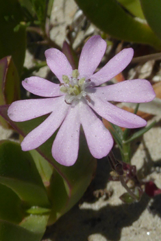 Mediterranean Catchfly