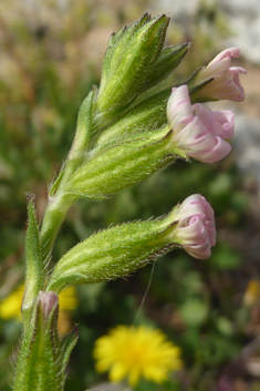 Nocturnal Catchfly