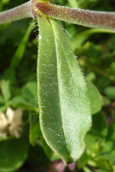 Nocturnal Catchfly