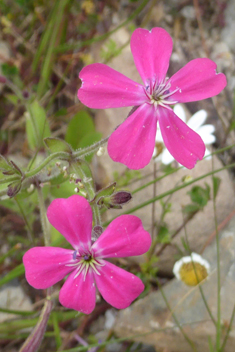 Entire-petalled Catchfly