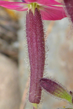 Entire-petalled Catchfly