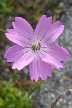 Petrorhagia glumacea