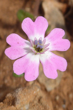 Entire-petalled Catchfly