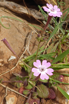 Entire-petalled Catchfly