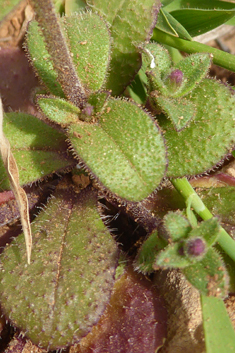 Entire-petalled Catchfly