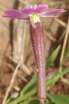 Entire-petalled Catchfly