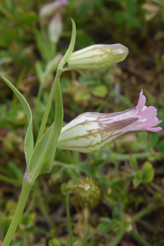 Behen Catchfly