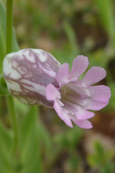 Behen Catchfly