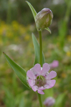 Behen Catchfly