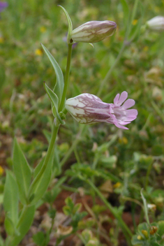 Behen Catchfly