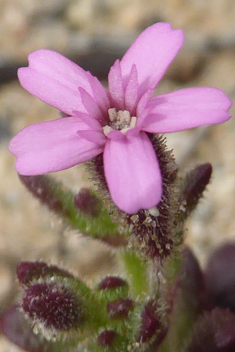 Stonecrop Catchfly