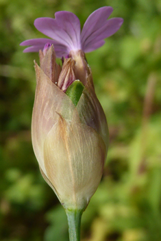 Petrorhagia glumacea