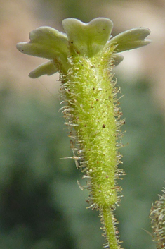 Stonecrop Catchfly