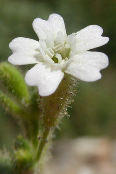 Stonecrop Catchfly