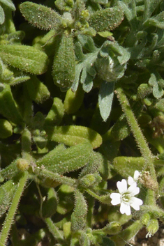 Stonecrop Catchfly