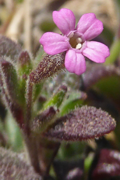 Stonecrop Catchfly