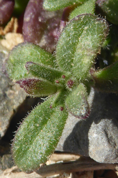 Stonecrop Catchfly