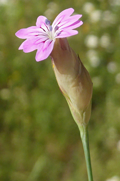 Hairy Pink