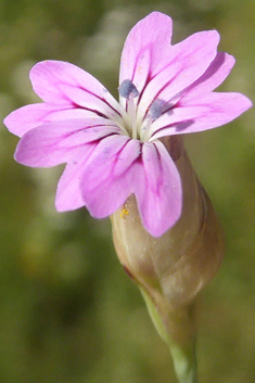 Hairy Pink