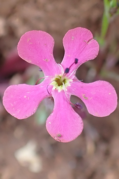 Calabrian Soapwort
