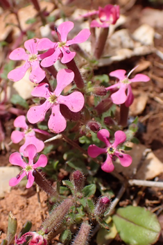 Calabrian Soapwort