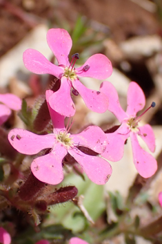 Calabrian Soapwort