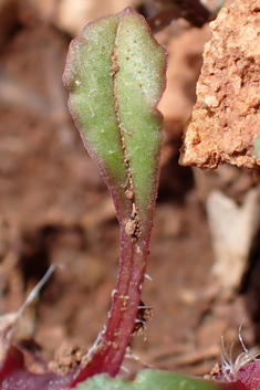 Calabrian Soapwort