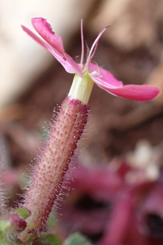 Calabrian Soapwort