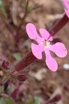 Calabrian Soapwort