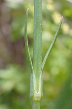 Petrorhagia glumacea
