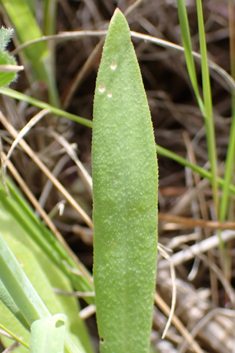 Petrorhagia glumacea
